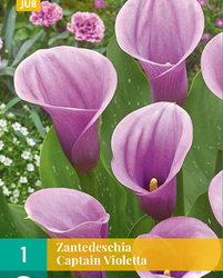 Zantedeschia captain violetta 1st