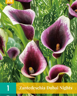 Zantedeschia dubai nights 1st