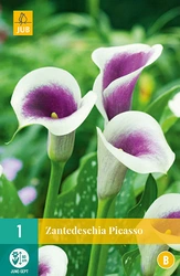 Zantedeschia picasso 1st
