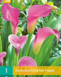 Zantedeschia pink puppy 1st