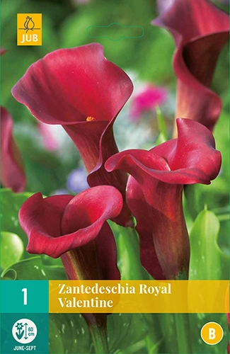 Zantedeschia royal valentine 1st