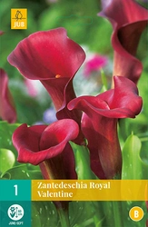 Zantedeschia royal valentine 1st