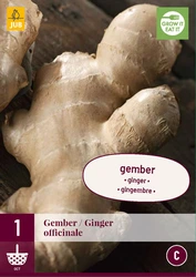 Zingiber officinale 1st